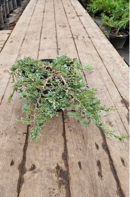 Можжевельник горизонтальный Айс Блю (Icee blue)