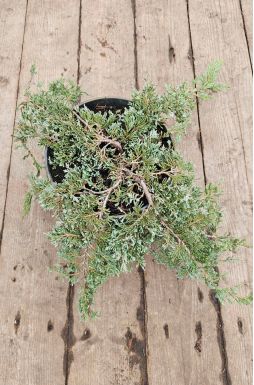 Можжевельник горизонтальный Айс Блю (Icee blue)