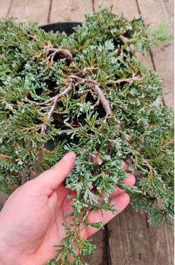 Можжевельник горизонтальный Айс Блю (Icee blue)