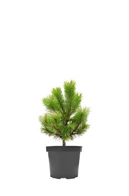 Сосна горная Голден Глоу (Golden Glow)