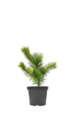 Сосна горная Зюндерт (Zundert)