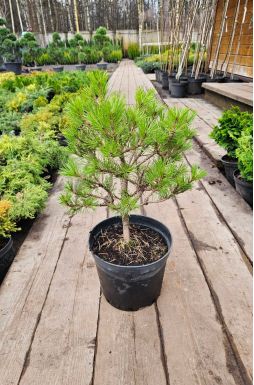 Сосна густоцветковая Лоу Глоу (Low Glow)