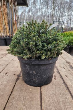 Ель канадская Эхиниформис (Echiniformis) - фото №1