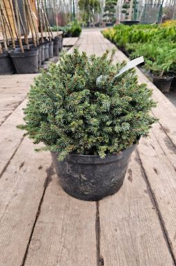 Ель канадская Эхиниформис (Echiniformis) - фото №2