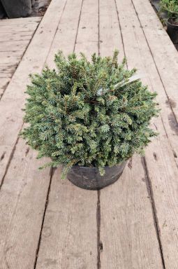 Ель канадская Эхиниформис (Echiniformis) - фото №3