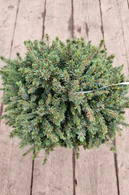 Ель канадская Эхиниформис (Echiniformis) - фото №4