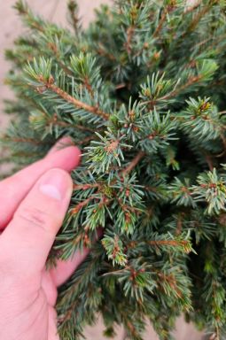 Ель канадская Эхиниформис (Echiniformis) - фото №5