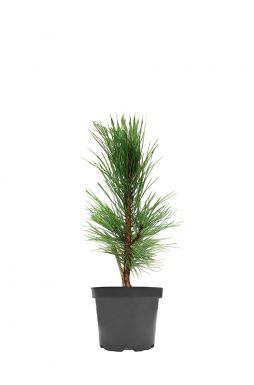 Сосна черная Пирамидалис (Piramidalis)