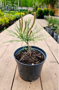 Сосна густоцветная Окулус Драконис (Oculus Draconis)