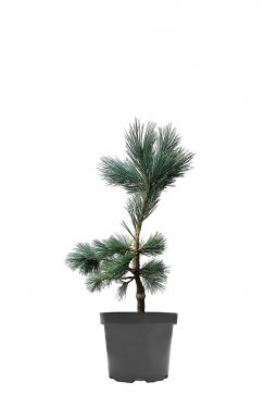 Сосна гибкая Фирмамент (Firmament)