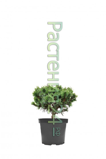 Сосна горная Мопс (Mops)