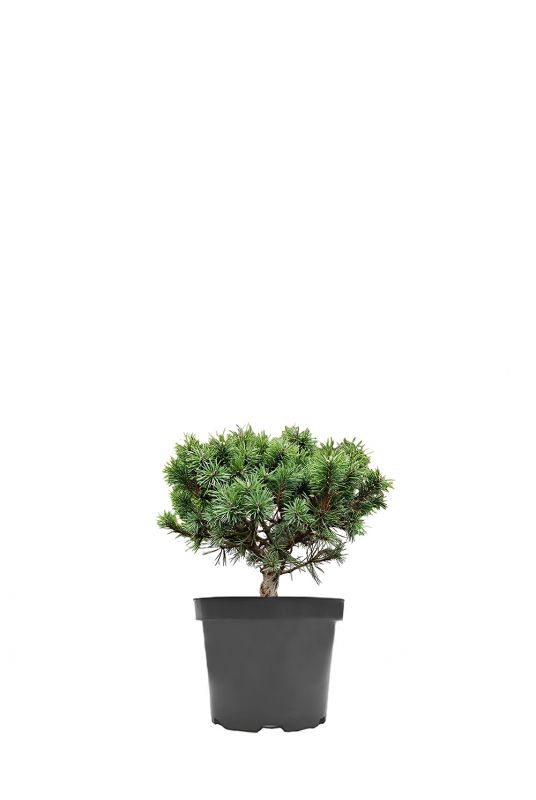 Сосна горная Мопс (Mops)