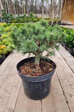 Сосна горная Мопс (Mops) - фото №1