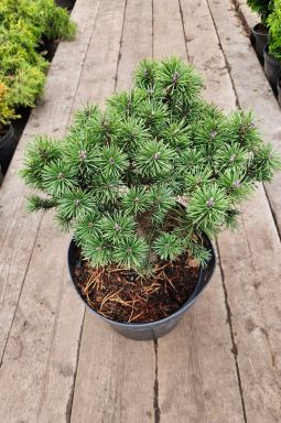 Сосна горная Мопс (Mops) - фото №2