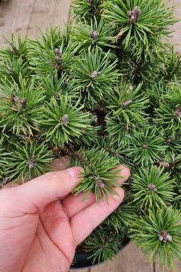 Сосна горная Мопс (Mops) - фото №3