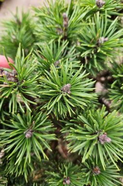 Сосна горная Мопс (Mops) - фото №4