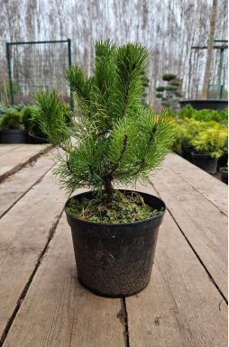 Сосна горная Мугус (Mughus)