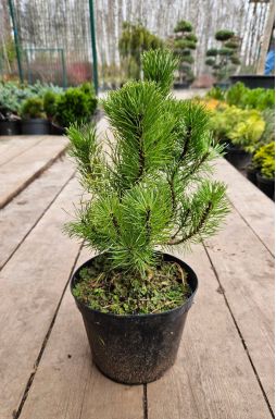 Сосна горная Мугус (Mughus)