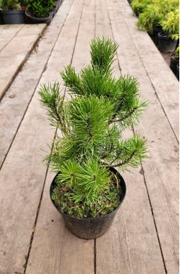 Сосна горная Мугус (Mughus)