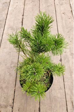 Сосна горная Мугус (Mughus)