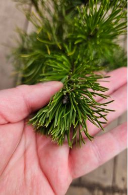 Сосна горная Мугус (Mughus)