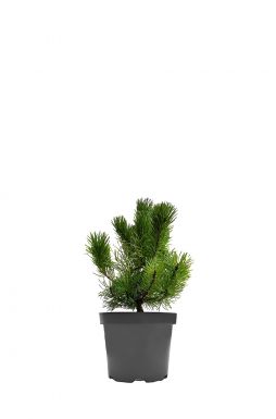 Сосна горная Мугус (Mughus)