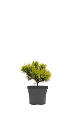 Сосна горная Офир (Ophir)