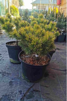 Сосна горная Офир (Ophir)