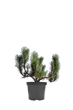 Сосна горная Пумилио (Pumilio)