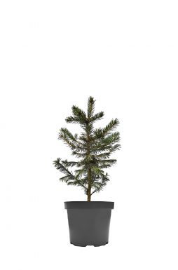 Ель колючая Маджестик Блю (Majestic Blue)