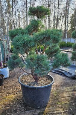 Бонсай сосна обыкновенная Ватерери (Watereri)