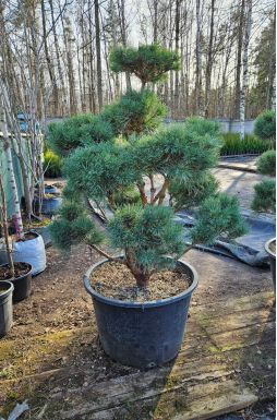 Бонсай сосна обыкновенная Ватерери (Watereri)