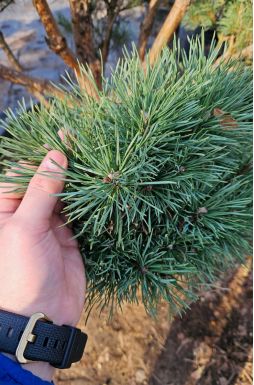 Бонсай сосна обыкновенная Ватерери (Watereri)