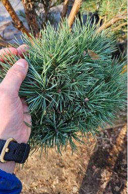 Бонсай сосна обыкновенная Ватерери (Watereri)