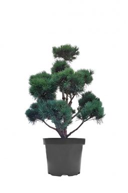 Бонсай сосна обыкновенная Ватерери (Watereri)