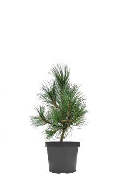 Сосна черная Спилберг (Spielberg)