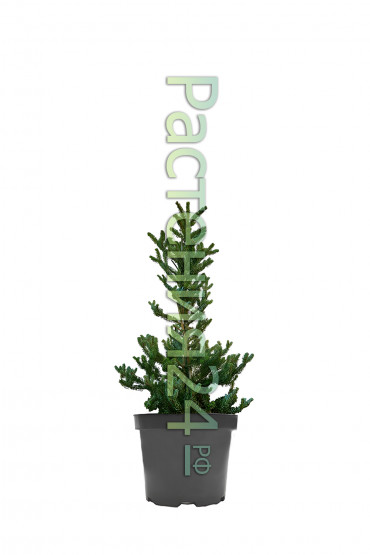 Пихта корейская Сильберлок (Silberlocke)