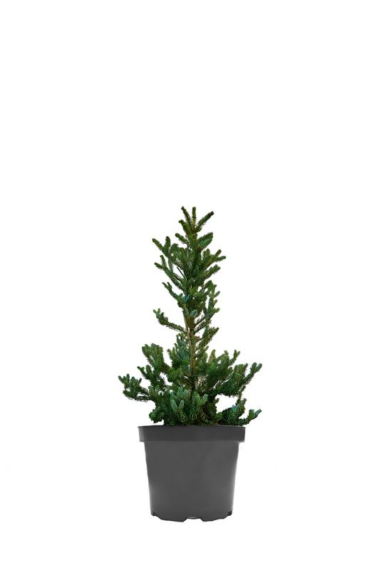 Пихта корейская Сильберлок (Silberlocke) Пихта корейская Сильберлок (Silberlocke)