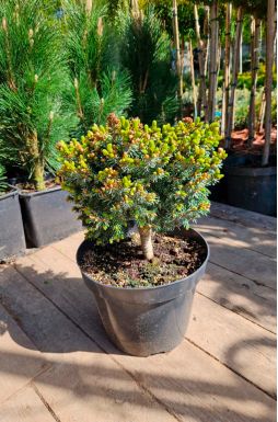 Ель сербская Певе Тиджин (Peve Tijn​)