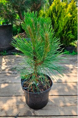 Сосна черная Спилберг (Spielberg)