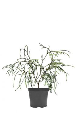 Туя западная Филиформис (Filiformis)