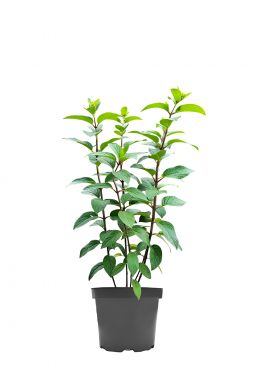 Гортензия метельчатая Бобо (Bobo)