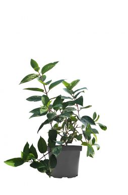 Гортензия метельчатая Вимс Ред (Wims Red)