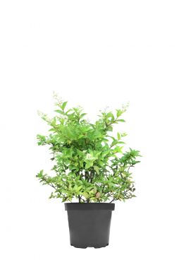 Гортензия метельчатая Конфетти Власфелд 02 (Confetti Vlasveld 02)