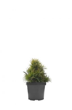 Сосна обыкновенная Глобоза Виридиз (Globosa Viridis)