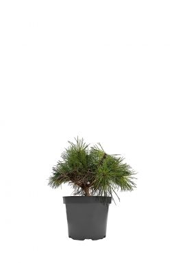 Сосна черная Глобоза (Globosa)