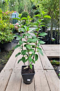 Гортензия метельчатая Бобо (Bobo)