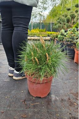 Сосна черная Глобоза (Globosa)