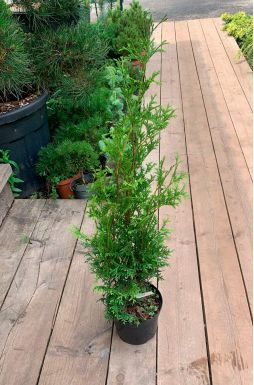 Туя западная Компакта (Compacta)