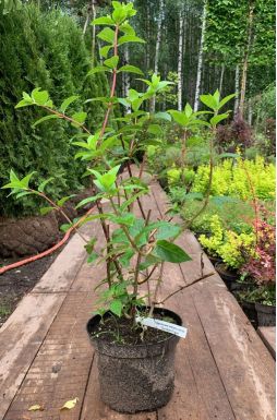 Гортензия метельчатая Сандей Фрайз (Sundae Fraise)